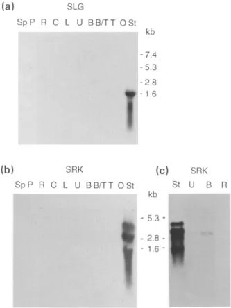 Figure  3. Analysis of expression  of the SLG3and SRK 3 genes. 