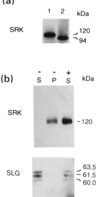 Figure 6.  SRK  3  encodes a membrane-localized  glycoprotein. 
