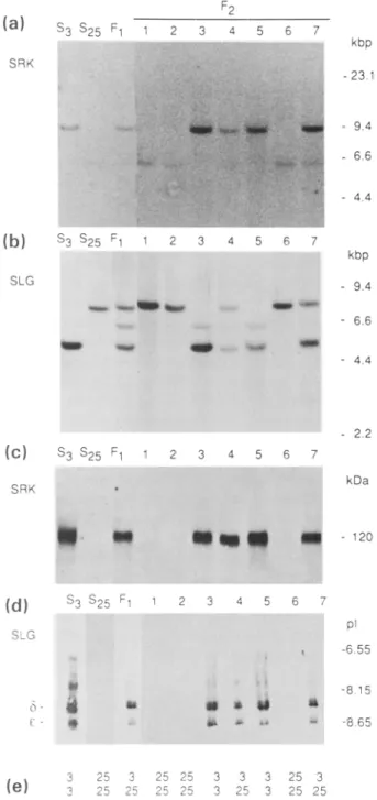 Figure  la,)  a  feature  typical  of  SLG/SRK gene  pairs  which  originate from  the same  S haplotype