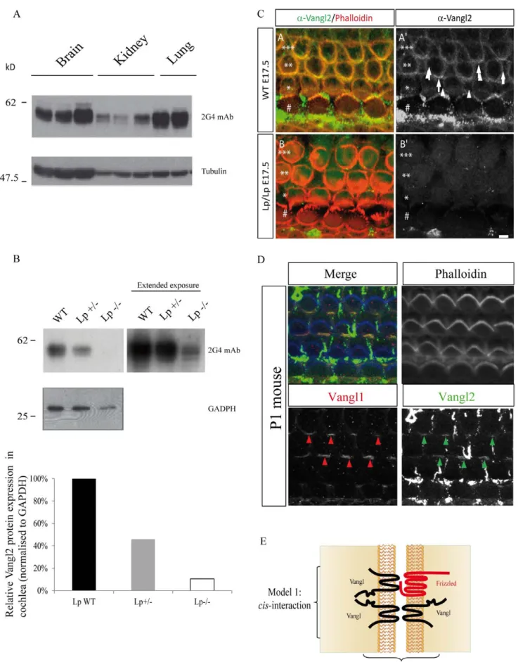 Figure 4. Differential expression of Vangl2 in different murine tissues and mouse cochlea