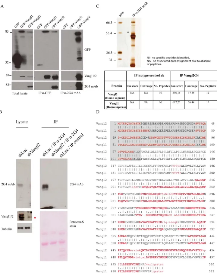 Figure 2. Identification of an endogenous protein complex containing the Vangl2 and Vangl1 proteins