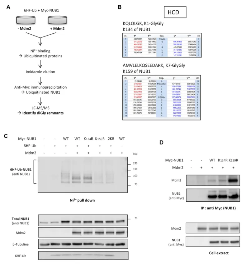 Fig 4. NUB1 is ubiquitinated by Mdm2 on lysine 159. (A) Workflow of the protocol used to identify NUB1 ubiquitinated lysine