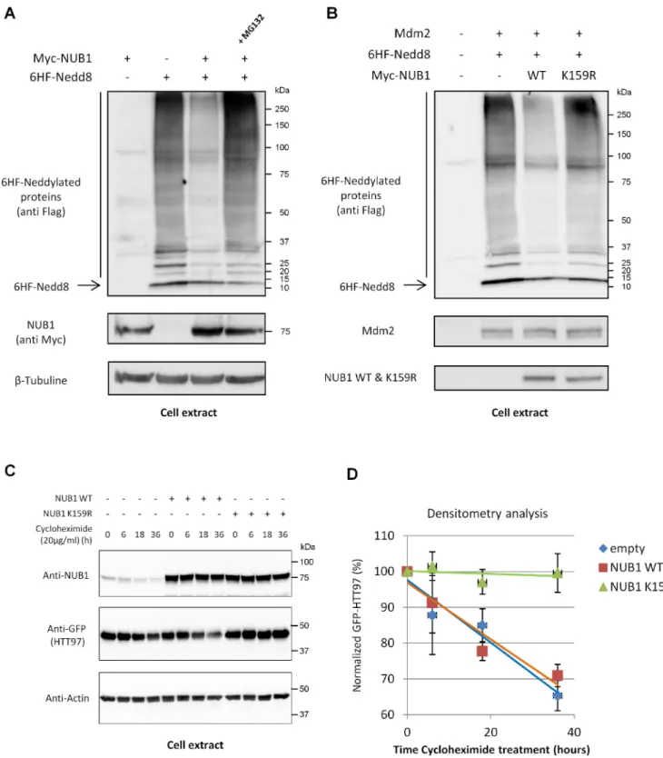 Fig 5. Mdm2-mediated ubiquitination controls NUB1 activity and is not a proteolytic signal