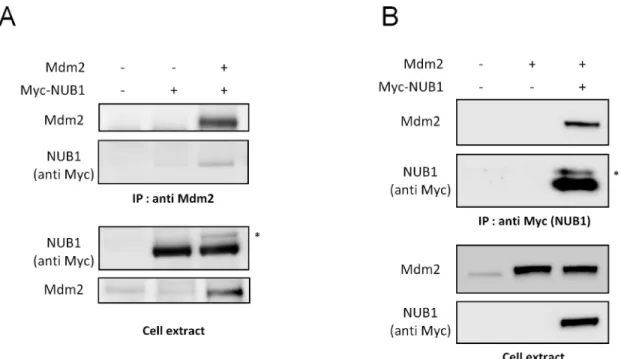Fig 1. Mdm2 interacts with NUB1. (A) Lysates from HEK-293T cells expressing Myc-NUB1 alone or together with Mdm2 were subjected to immunoprecipitation with an anti-Mdm2 antibody