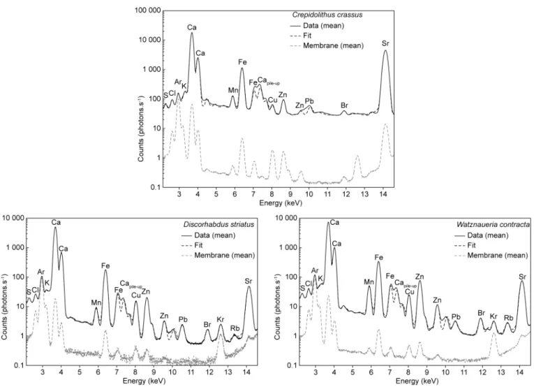 Figure 1. Mean XRF spectra of C. crassus, D. striatus and W. contracta coccoliths and associated membrane spectra