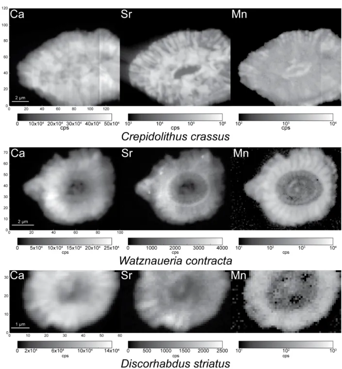 Figure 2. Ca, Sr and Mn maps (cps) of C. crassus, D. striatus and W. contracta.