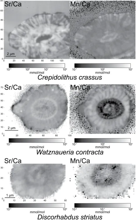 Figure 3. Sr/Ca and Mn/Ca maps (mmol/mol) of C. crassus, D. striatus and W. contracta.