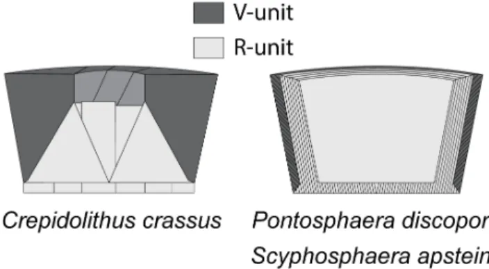 Figure 4. Crystal assembly of Crepidolithus, Pontosphaera and Scyphosphaera. R-units (light grey) and V-units (dark grey), derived from Bown and Young (1998).