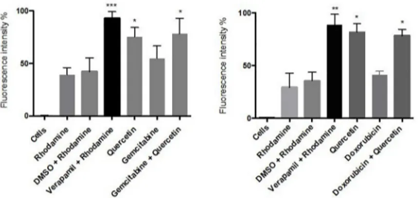 Fig 5. Effect of quercetin on MDR1-mediated efflux of rhodamine 123 in 3D cell cultures