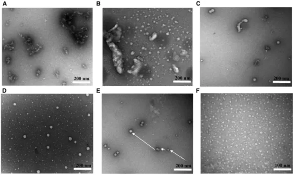 Figure 6. TEM images of NBPF15 truncated proteins following negative staining.