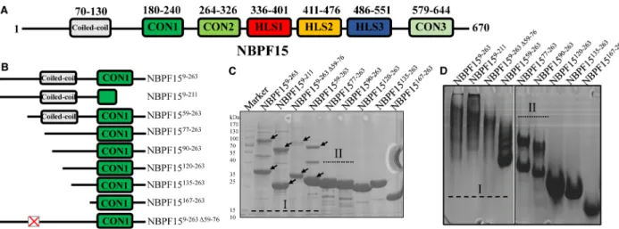 Figure 1. Different aggregated forms of NBPF15 truncations.