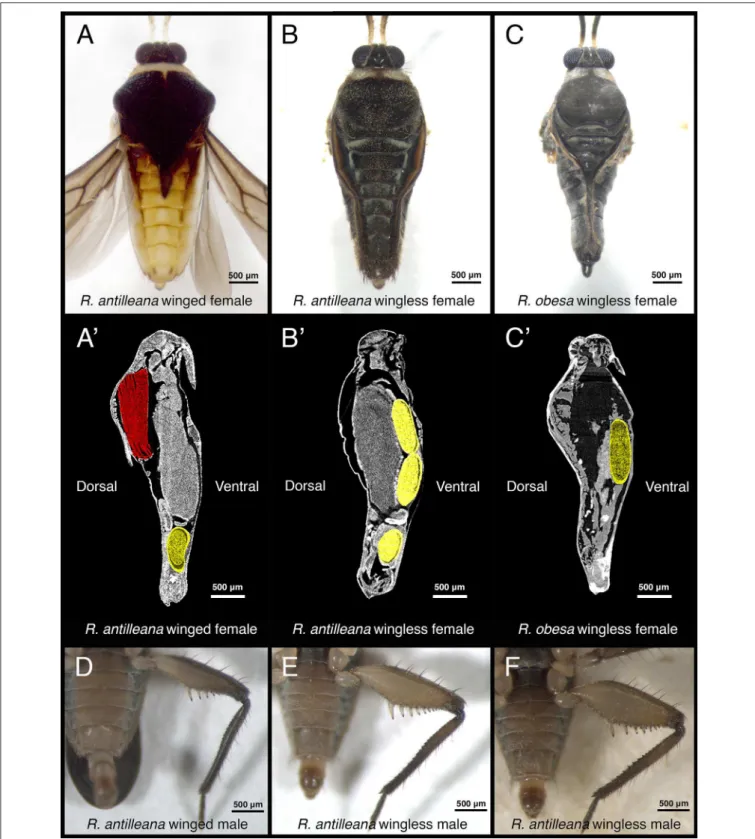 FIGURE 2 | Variation in secondary sexual traits in Rhagovelia. Winged R. antilleana females (A) have a large abdomen compared to wingless females (B)