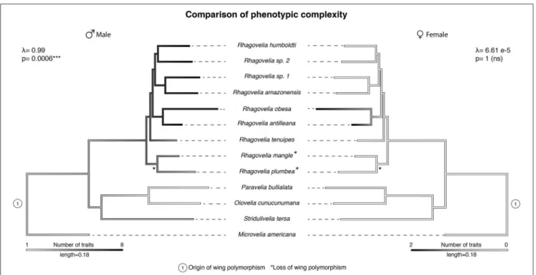 FIGURE 4 | Comparison of male and female phenotypic complexity. The phylogeny of our samples shows a higher complexity of male phenotypes, in terms of number of secondary sexual traits, compared to outgroups (left phylogeny)