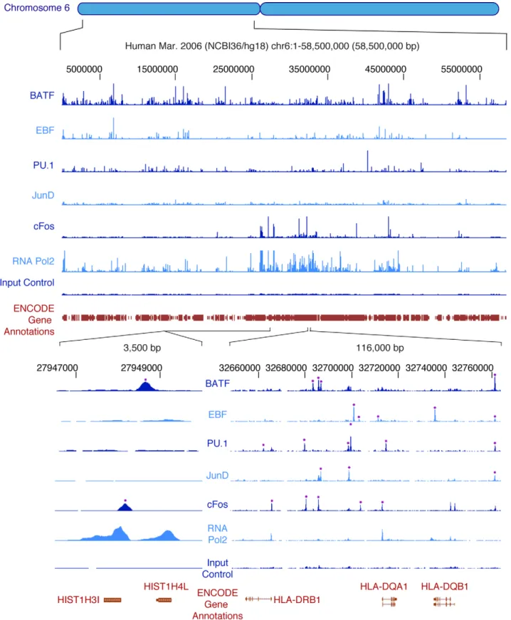Figure 5. Occupancy of transcription factors and RNA polymerase 2 on human chromosome 6p as determined by ChIP-seq