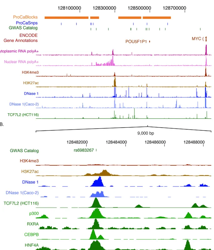 Figure 8. ENCODE data indicate non-coding regions in the human chromosome 8q24 loci associated with cancer
