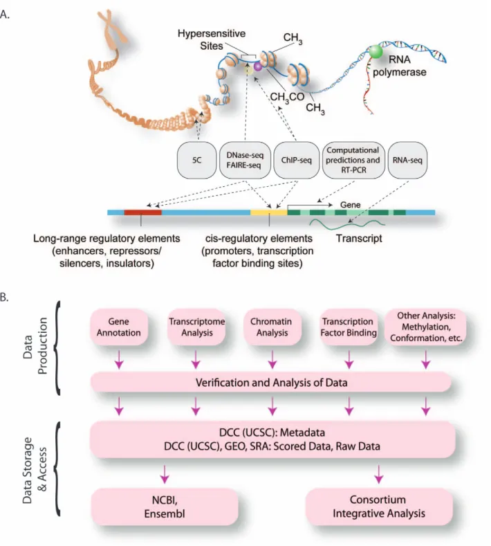 Figure 1. The Organization of the ENCODE Consortium. (A) Schematic representation of the major methods that are being used to detect functional elements (gray boxes), represented on an idealized model of mammalian chromatin and a mammalian gene