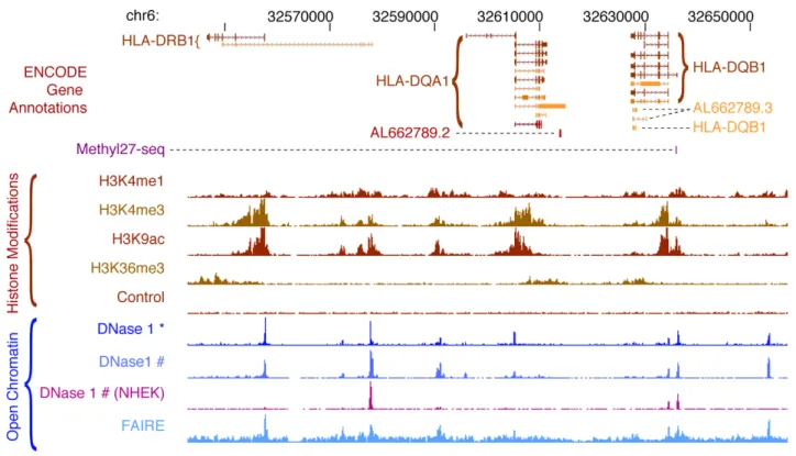 Figure 4. ENCODE chromatin annotations in the HLA locus. Chromatin features in a human lymphoblastoid cell line, GM12878, are displayed for a 114 kb region in the HLA locus