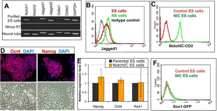 Figure 1. R26NotchIC Does Not Impair ES Cell Self-Renewal