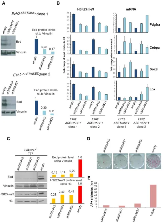 Figure 5. Effect of PRC2 inactivation on established Ezh2 D SET/ D SET iPSC clones and TF–induced reprogramming