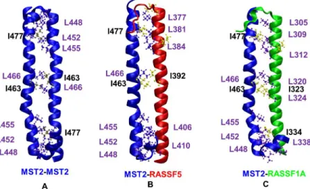 Fig 6. Hydrophobic interactions in SARAH dimers. Representation of Ile (yellow)–Leu (purple) contacts present within the three dimer types (A) MST2-MST2, (B) MST2-RASSF5 and (C) MST2-RASSF1A.