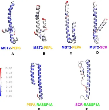 Fig 7. Interactions of MST2 SARAH domains with designed peptides. Top: Structures of (A) MST2-PEP S , (B) MST2-PEP L (blue-red), (C) MST2-PEP A and MST2-SCR dimers