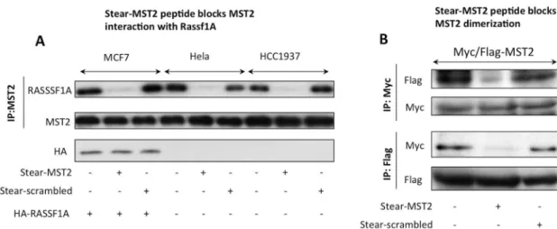 Fig 9. Stear-MST2 disruptor peptide blocks MST2 interactions with (A) RASSF1A, and (B) with other MST2