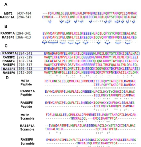Fig 2. Sequence analysis. Sequence alignments obtained using Clustal Omega for SARAH domains of (A) MST2 and RASSF1A (31.4% sequence identity and 64.6% similarity), (B) RASSF1A and RASSF5 (54.1%