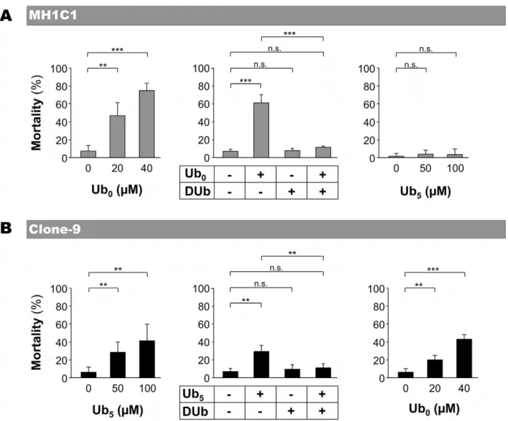 Figure 3. Effect of ubiquinone analogs on MH1C1 and Clone-9 viability. MH1C1 and Clone-9 cells were exposed for 30 min to serum-free culture medium supplemented or not with the indicated concentrations of Ub 0 or Ub 5 (left and right panels)