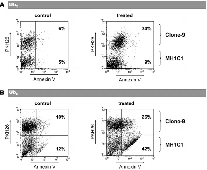 Figure 5. Effect of Ub 0 or Ub 5 on coculture of MH1C1 plus Clone-9 cells. Clone-9 cells labeled with PKH26 lipophilic dye were cocultured with MH1C1 cells for 24 h in complete F12K medium