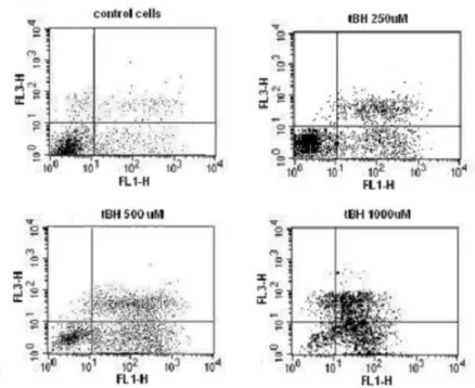 Fig. 1.   Cytometric detection of apoptosis with Annexin-FITC (FL1-H) and propidium iodide (FL3-H) – cells exposed  to different concentrations of tBH; glucose 11 mM