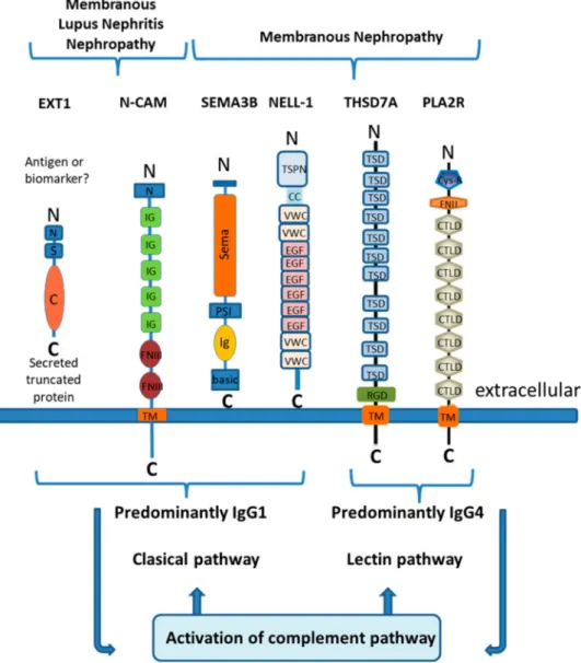 Figure 2. Antigens of membranous nephropathy and their schematic molecular structure.Exostosins are transmembrane proteins in the Golgi apparatus that have a short amino-terminal cytoplasmic tail (N), a single transmembrane domain (S), and a long globular 