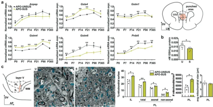 Fig. 1 Oxidative stress in APO-SUS versus APO-UNSUS mPFC. a mRNA expression of alanyl aminopeptidase-N (Anpep), glutathione-s- glutathione-s-transferase- α 4 (Gsta4), glutathione-s-transferase-µ1 (Gstm1), glutathione-s-transferase-µ4 (Gstm4), glutathione-s