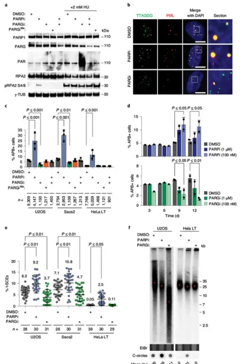 Fig. 1 |. Deregulation of PAR metabolism alters ALT activity.