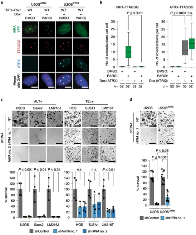 Fig. 5 |. HIRA compensates for ATRX loss, and its depletion is synthetic lethal with ATRX loss.