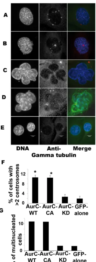 Figure 4. Centrosome number and multinucleation. NIH-3T3 cells were transfected with (A, C) GFP-aurC-WT, (B, D) GFP-aurC-CA and (E) GFP-aurC-KD vectors, fixed after 96 hours and stained with DAPI and Anti-c tubulin antibody