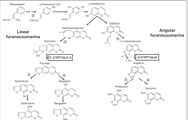 Fig. 1 Simplified furanocoumarin biosynthesis pathway. Grey dots corresponds to demonstrate or putative cytochrome P450 dependent steps