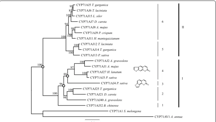 Fig. 3 Phylogeny tree of 19 full length CYP71AJ. The tree is based on a MUSCLE alignment followed by personal fitting, then a tree building using LG within PhyML