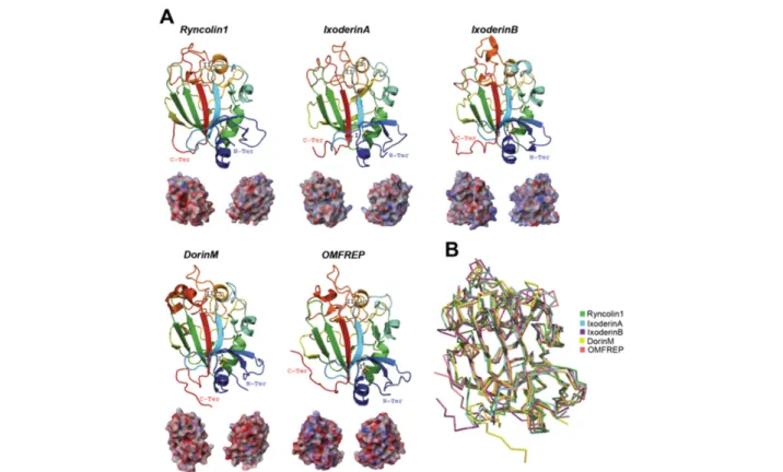 Figure 7A). In addition to its sequence divergence to Ixoderin A and OMFREP, the missing disulfide bridge of IxoderinB may cause a more flexible fold thus diversifying its target(s).