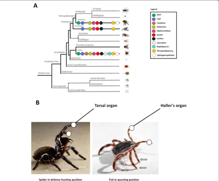 Figure 9 Similarities among venomous animals in chelicerata. Panel A shows the phylogenetic tree compiled from published sources [9].