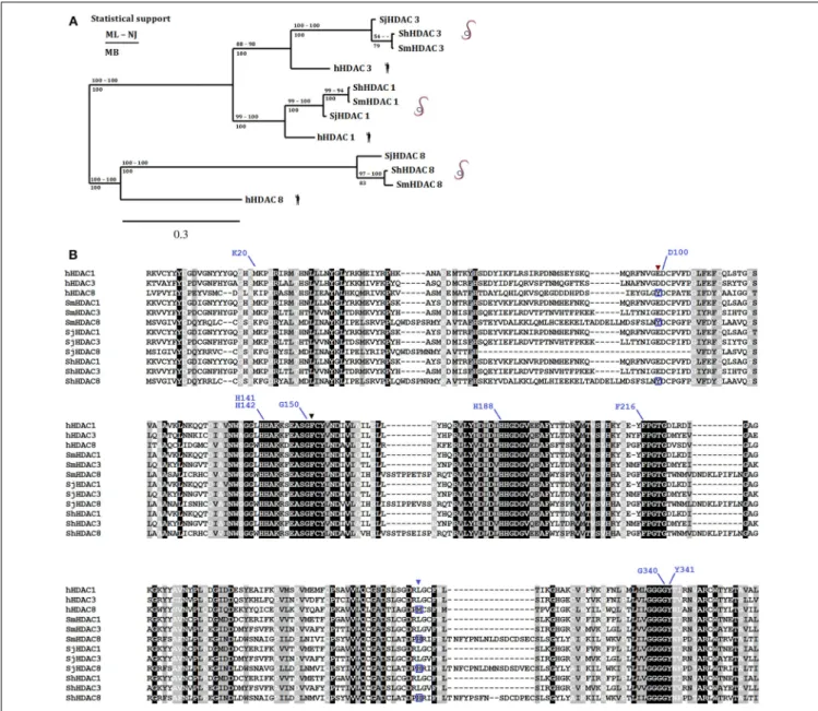 FIGURE 2 | Phylogenetic relationship amongst human and