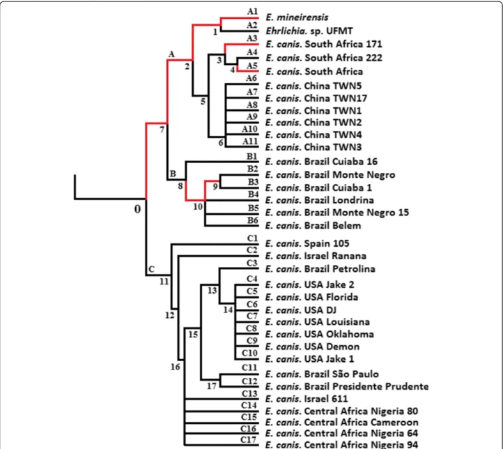 Figure 2 Branches under episodic diversifying selection in the trp36 tree. The tree of trp36 orthologs is shown