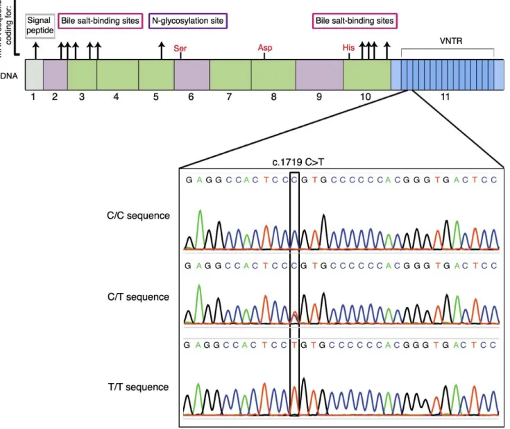Figure 1: Location of the SNP rs488087 within the cDNA sequence of BSDL.  Top of the figure shows the 11 exons of the gene  with 16 repeated sequences