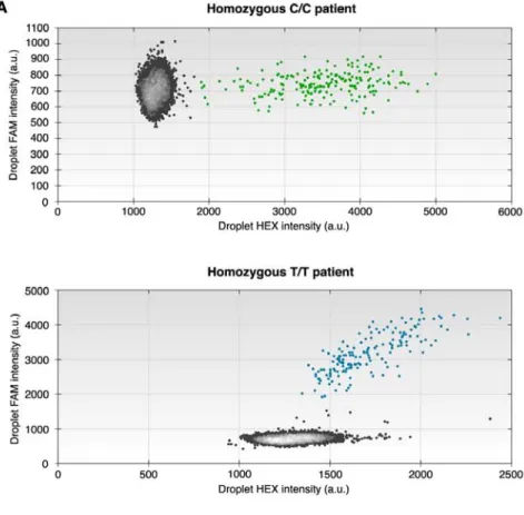 Figure 2: ddPCR analyses.  The HEX-labeled probe recognizing C target SNP is visualized on the X axis and the 6-FAM labeled  probe recognizing T target SNP is visualized on the Y axis