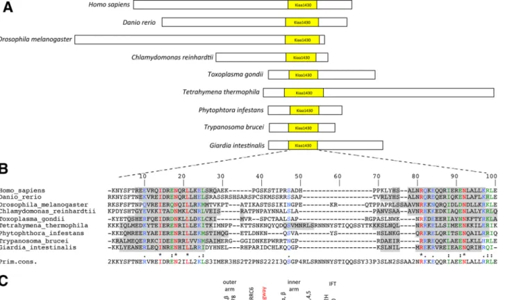 FIGURE 1:  KIAA1430 is a conserved domain within motile ciliated species. (A) Schematic representation of KIAA1430  domain containing proteins in a set of ciliated species