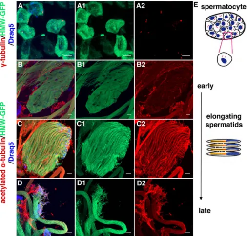 FIGURE 3:  Expression pattern of HMW in Drosophila germ cells. (A) Spermatocytes from a  16-cell cyst