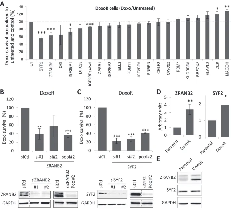 Figure 2. An RNAi screen on splicing factors identifies ZRANB2 and SYF2 as mediators of Doxo resistance