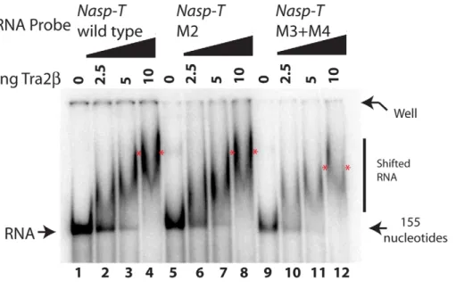 Figure 6. The splicing response to Tra2b is mediated through binding to four independent sites