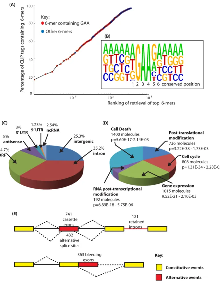 Figure 2. Identification of binding sites for Tra2b in the mouse transcriptome. (A) Nucleotide sequences enriched in the Tra2b CLIP tags are enriched in the core motif GAA
