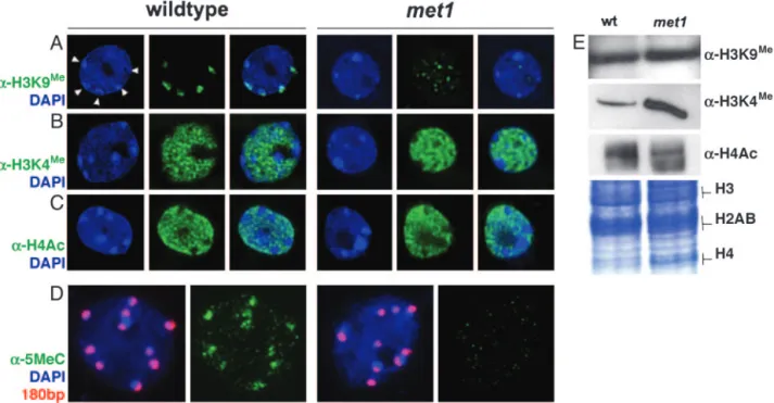 Fig. 3. Immunolocalization of H3K9 Me , H3K4 Me , and tetraacetylated histone H4 in WT and met1 nuclei