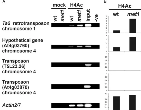 Fig. 4. Histone 4 acetylation analyzed by ChIP of selected heterochromatic loci. (A) ChIP with antibodies recognizing histone H4 acetylated at lysines 5, 8, 12, and 16 (H4Ac) of chromatin extracts from WT and the met1 mutant; controls as in Fig